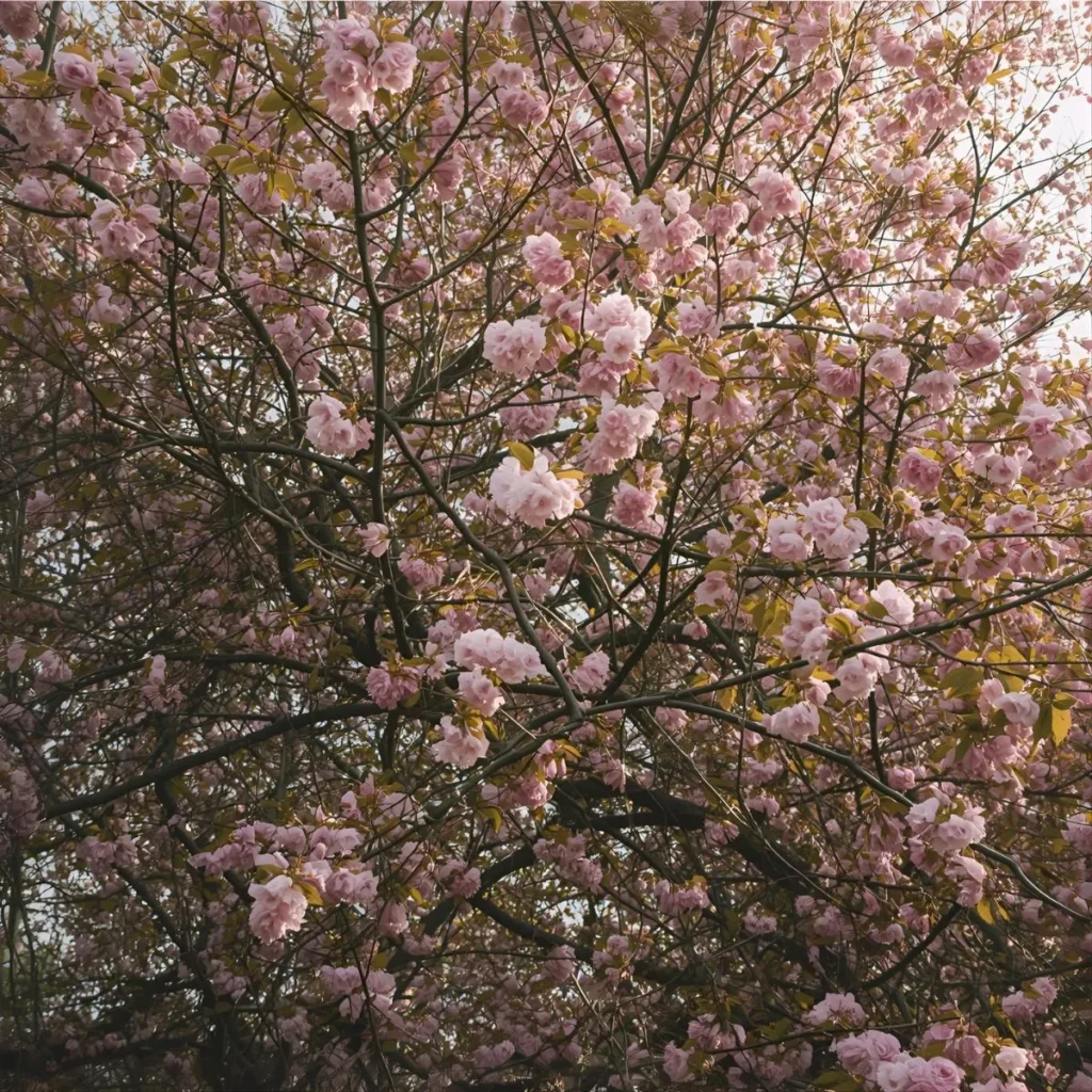 pink captions instagram