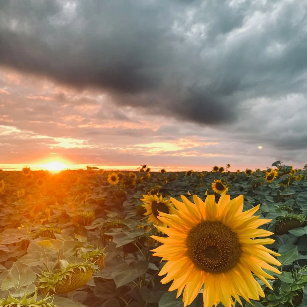 Simple Sunflower Captions for Instagram