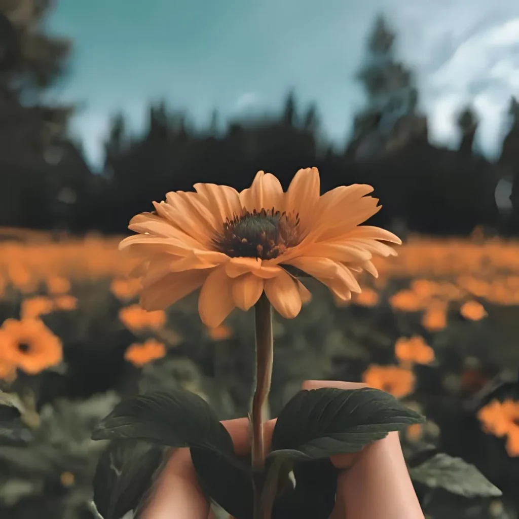 Aesthetic Aesthetic Flower Captions for Instagram