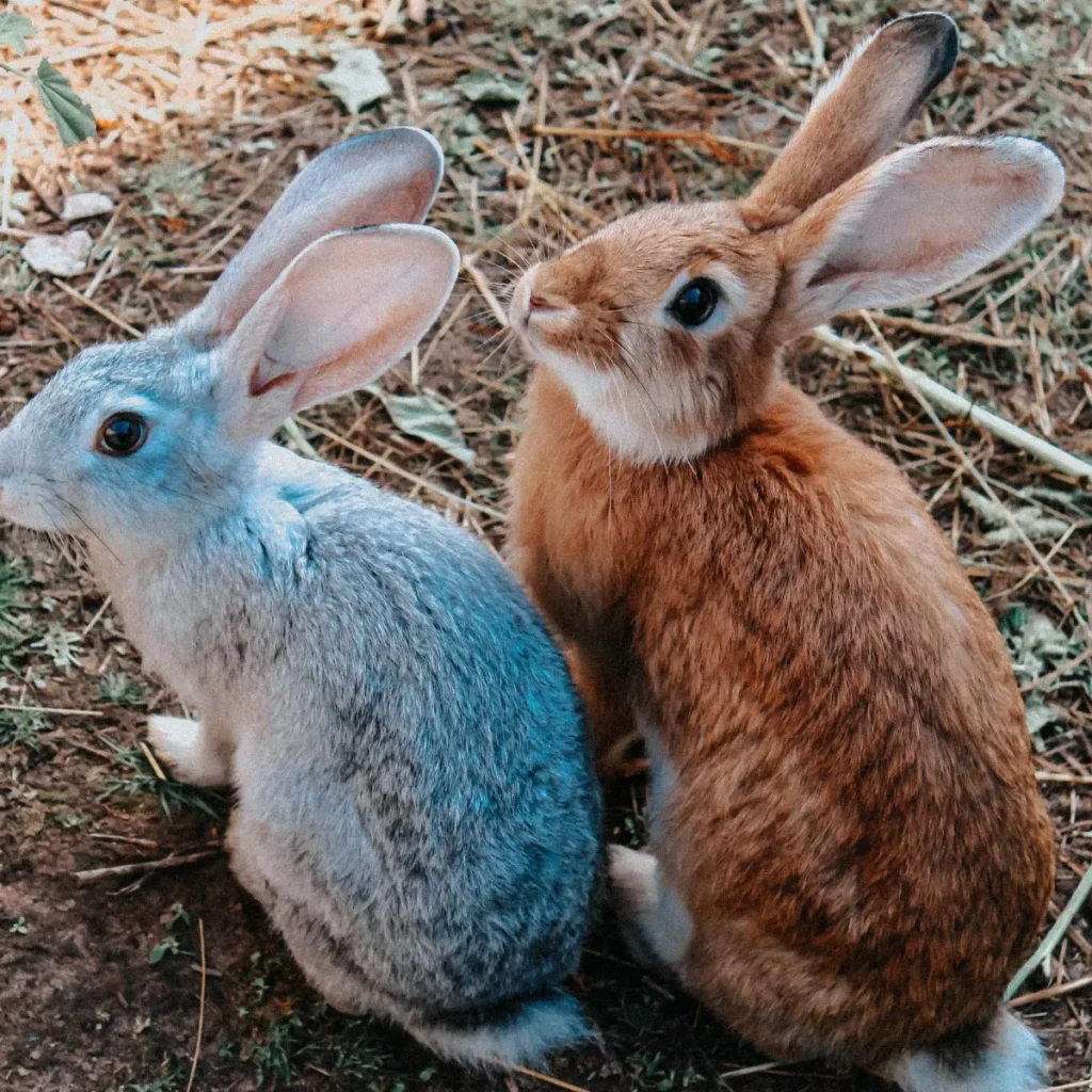 Bad Bunny Puerto Rico Captions