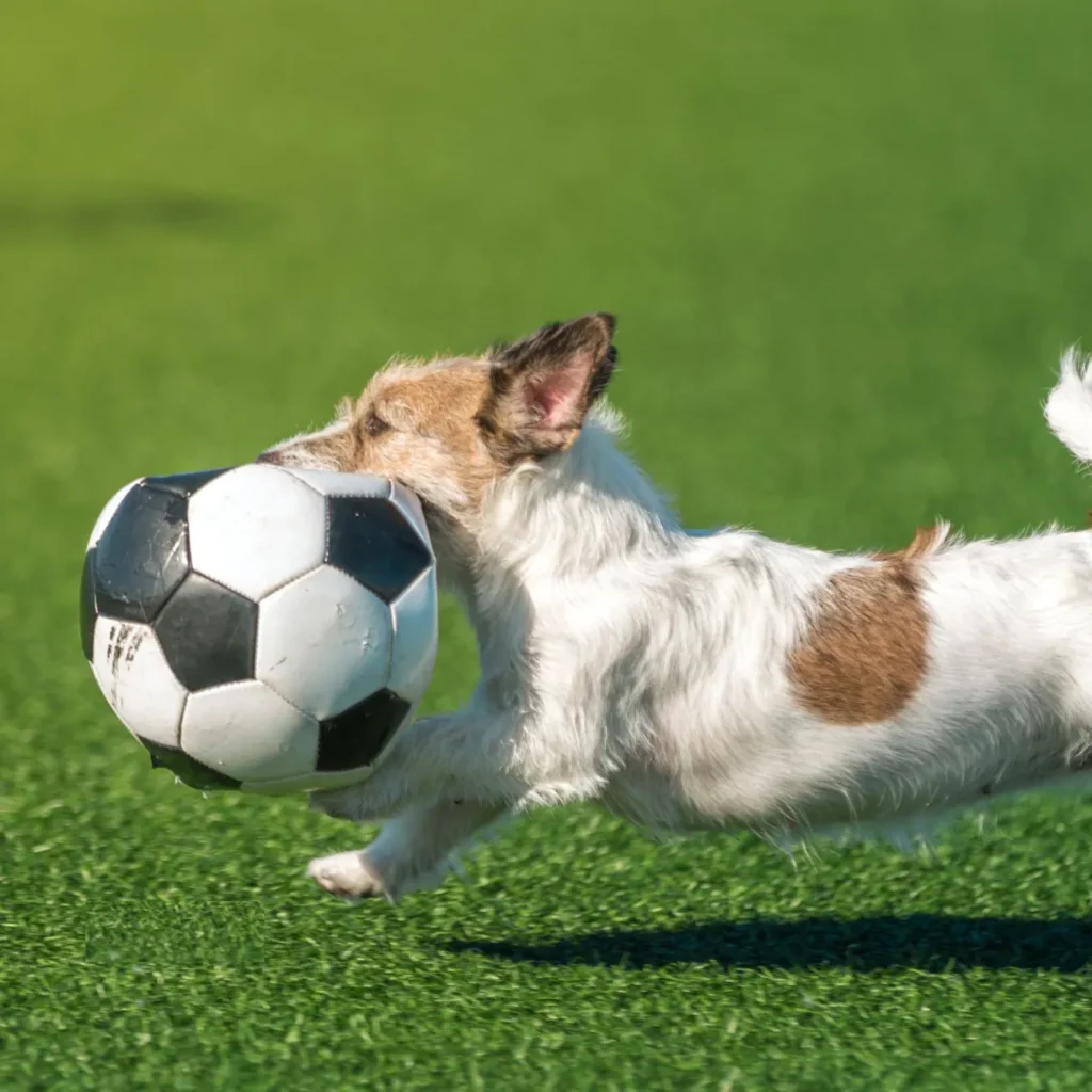 Funny Soccer Instagram Captions