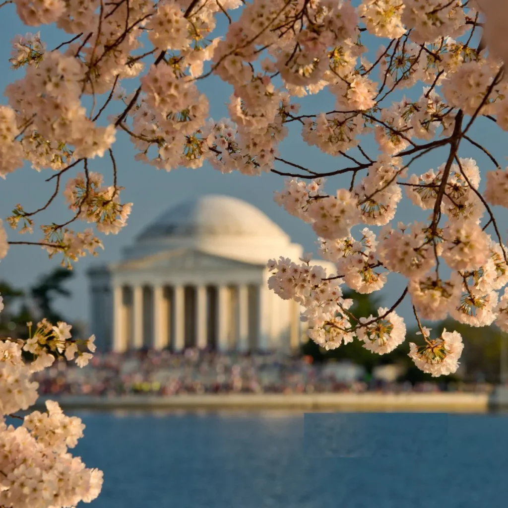 DC Cherry Blossom Captions ๐บ๐ธ