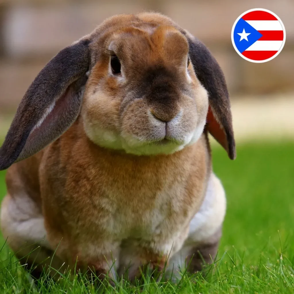 Puerto Rico Captions Bad Bunny