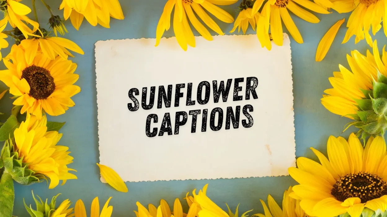 Sunflower Captions