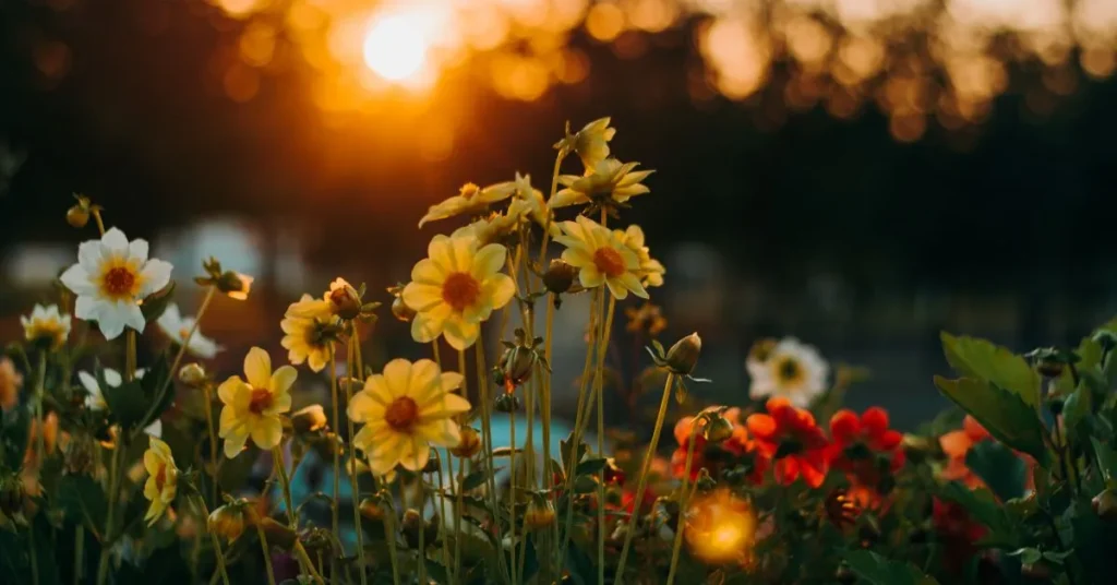 Golden Hour Captions and Quotes