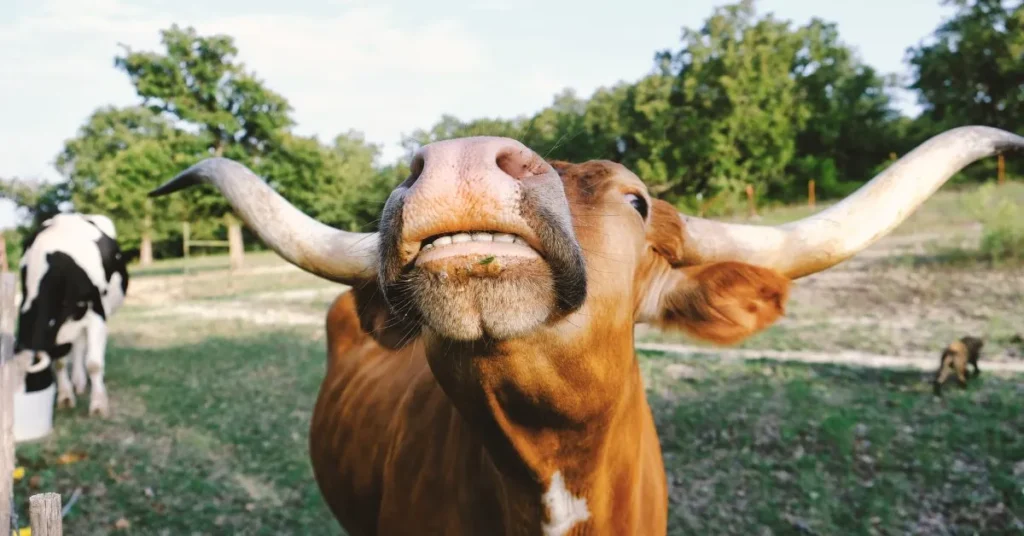 Texas Instagram Captions Funny