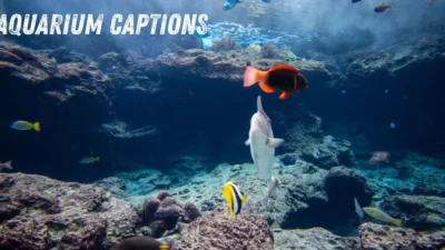 Aquarium Captions