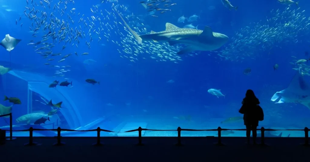 Aquarium Captions Instagram