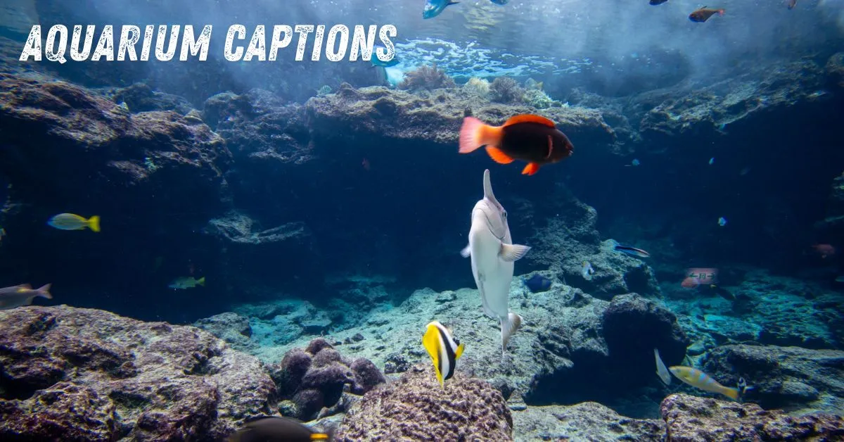 Aquarium Captions
