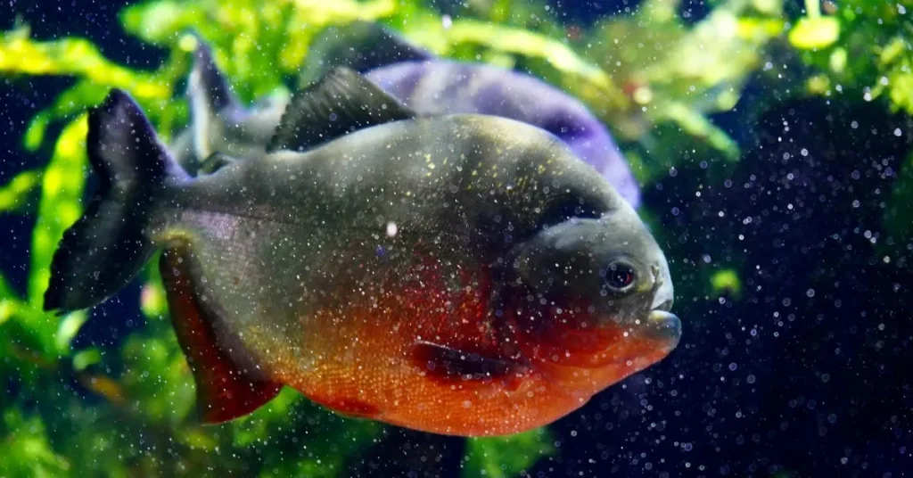 Cute Aquarium Captions for Instagram