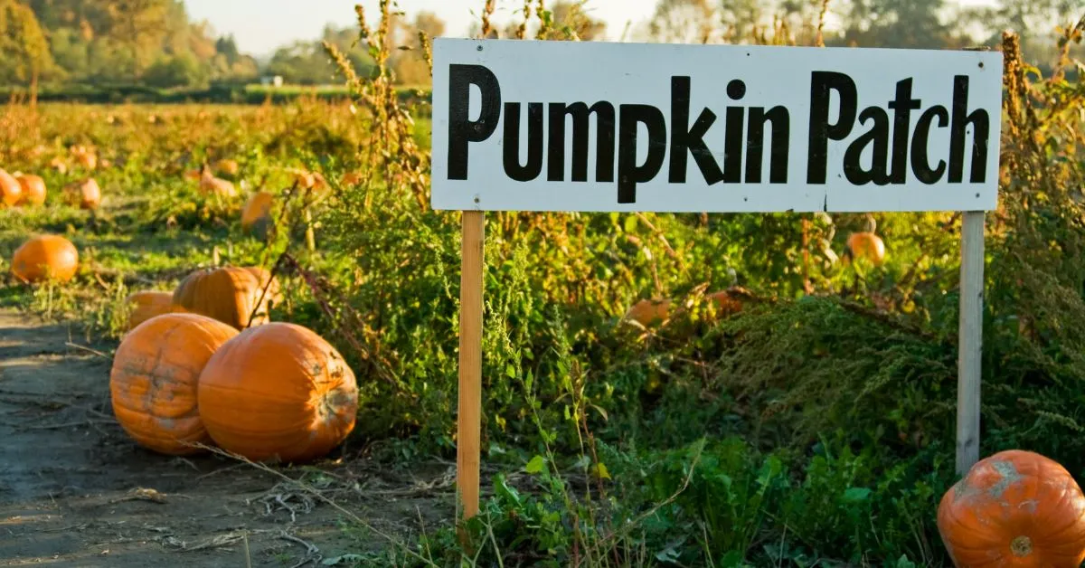 Pumpkin Patch Instagram Captions