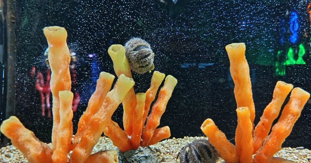 Sea Aquarium Captions for Instagram