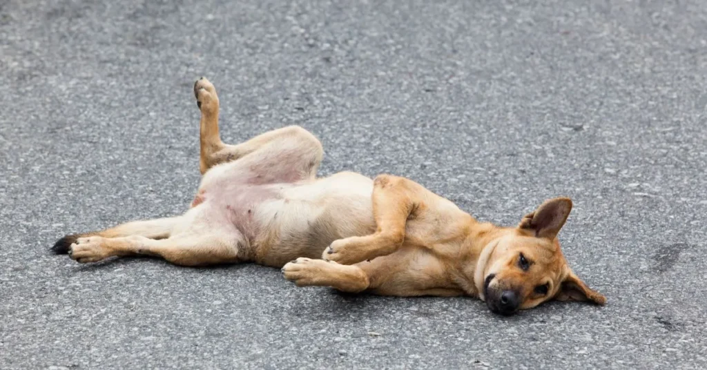 seattle captions funny