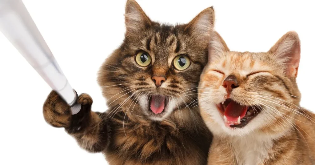 Short Funny Selfie Captions