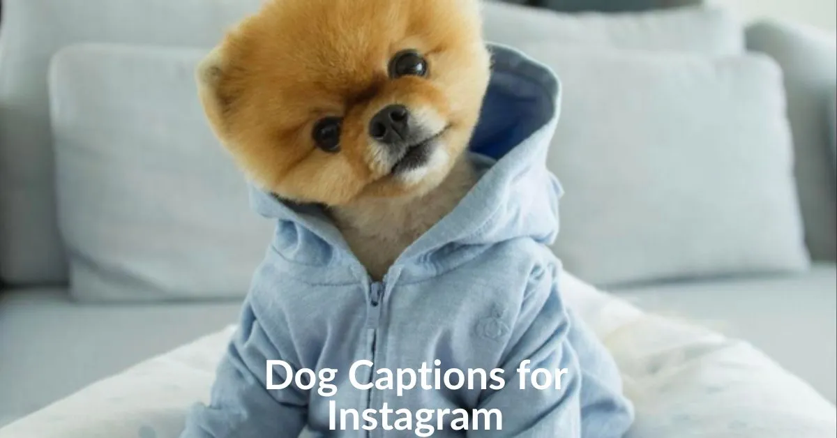 Dog Captions for Instagram